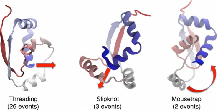 Figure 5. The three different types of knotting mechanisms observed in our atomistic DRP simulations.