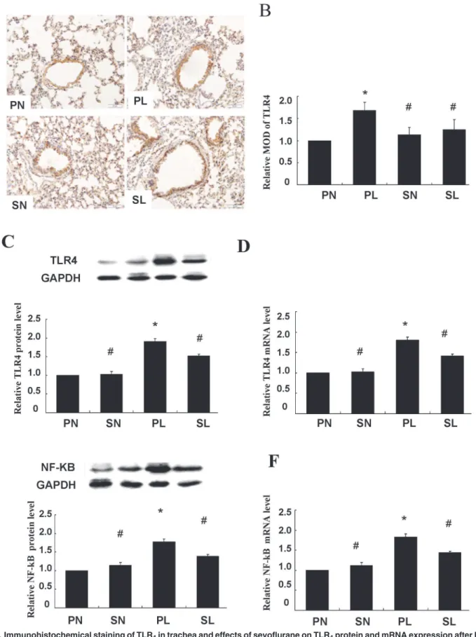 Fig 4. Immunohistochemical staining of TLR 4 in trachea and effects of sevoflurane on TLR 4 protein and mRNA expression after LPS challenge in vivo 