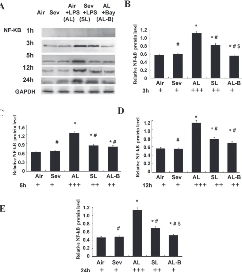 Fig 6. Effects of sevoflurane on NF- κ B protein expression in nuclear extracts of airway smooth muscle cells (ASMCs) after continuous LPS exposure for 1, 3, 5, 12, and 24 h in vitro