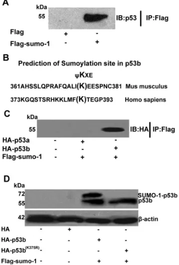 Figure 2. Identification of SUMOylation of p53b in vivo at Lys 375. (A) Immunoprecipitation analysis of SUMOylation of p53 in vivo.