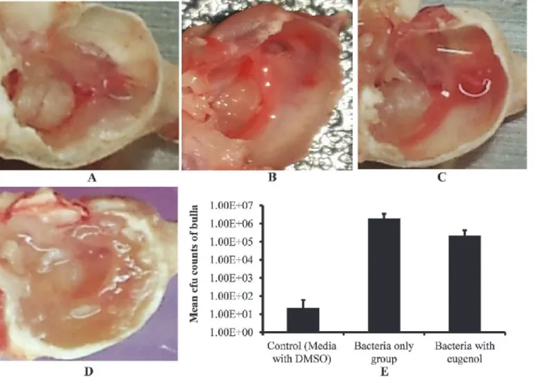 Fig 5. Effect of eugenol on colonization of S. aureus (ATCC 29213) in vivo in the middle ear of rat