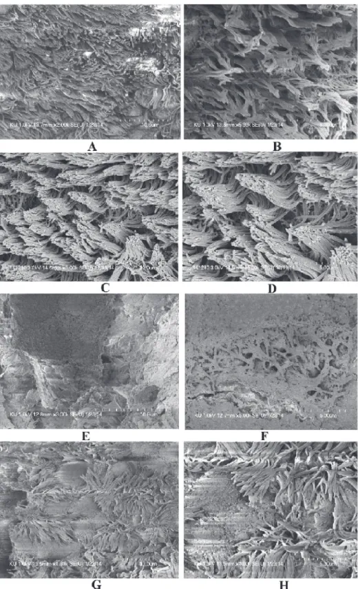 Fig 6. The effect of eugenol on colonization of S. aureus (ATCC 29213) in middle ear of rat in vivo.