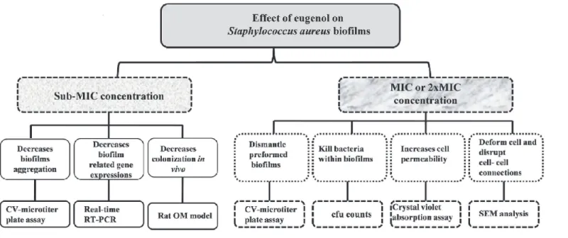 Fig 9. Systematic diagram showing effect of eugenol on Staphylococcus aureus biofilms.