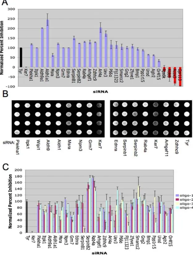 Figure 1. Validation of novel gene products supporting melanogensis. A) MNT-1 cells were transfected with the indicated siRNA pools (50 nM final concentration) targeting 35 of the 94 positive regulators of melanogenesis identified in the primary screen