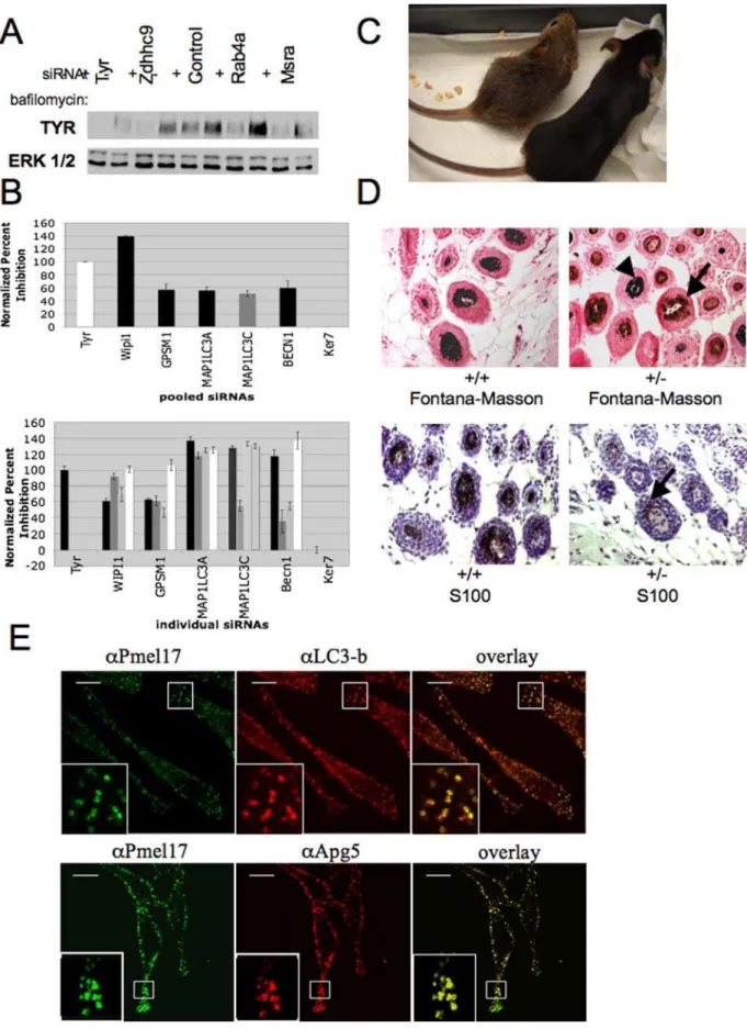 Figure 3. Autophagy is a novel biological process regulating melanin production. A) MNT-1 cells transfected with the indicated siRNAs (50 nM) were incubated in the presence and absence of bafilomycin A1 for 24 hours prior to lyses and analyses of tyrosinas