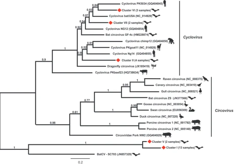 Fig 1. Phylogenetic analysis of partial REP protein sequences obtained from pooled bat fecal samples compared to representative members of Circoviridae family