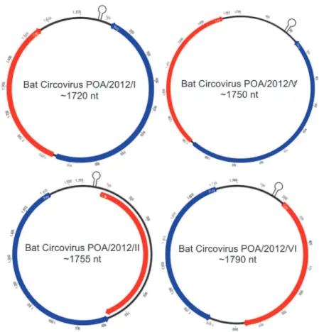 Fig 2. Predicted genome organization of the four circular ssDNA sequences with the locations of the potential stem-loop structures recovered from bat feces in Southern Brazil