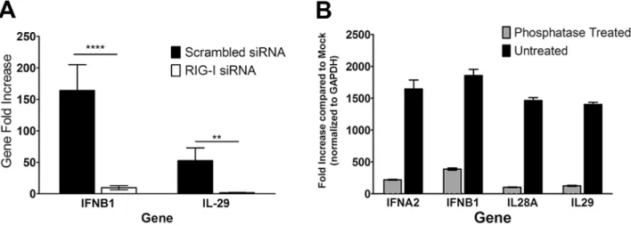 Figure 4. RIG-I contributes to the recognition of the HCV PAMP RNA and is necessary for IFN gene production by GEN2.2