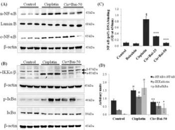 Fig 7. Effect of baicalein on cisplatin-induced NF- κ B related proteins. Immunoblot analyses showing (A) nuclear translocation of NF-κB (p65), (B) phospho-IKKα/β, phospho-IκBα and IκBα expressions in kidneys.