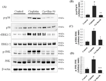 Fig 9. Effect of baicalein on cisplatin-induced MAPKs activation. Immunoblot analyses showing expression levels of phospho-p38, p38, phospho-ERK1/2, ERK1/2, phospho-JNK and JNK (A)