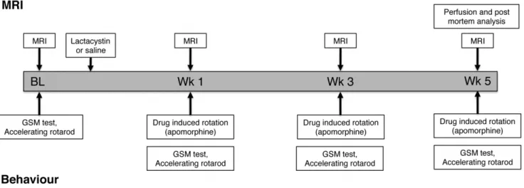 Figure 1. Experimental design and time-points for MRI and behavioural analysis in animals undergoing longitudinal examination.