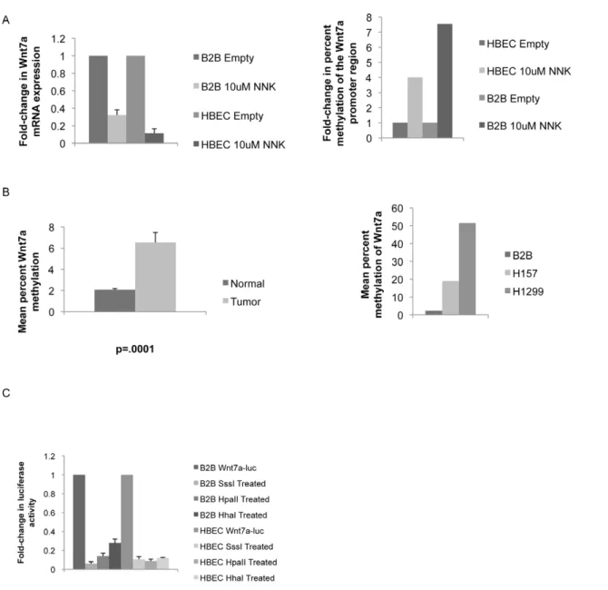 Figure 2. Wnt7a is methylated in NSCLC cell lines and tissues. A) B2B and HBEC cells were treated with 10 uM NNK for 2 hours and Wnt7a expression was measured by QPCR compared to an untreated control