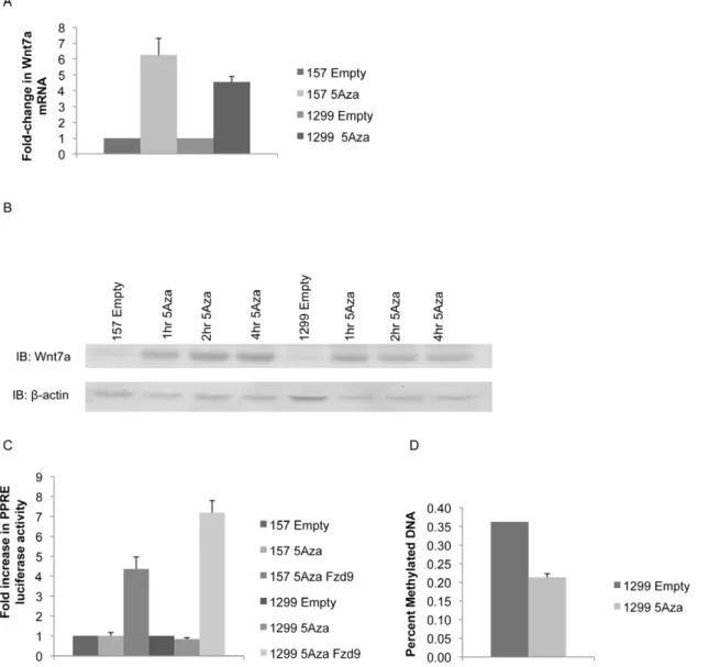 Figure 3. Treatment with 5 Aza reduces Wnt7a methylation. A) 157 and 1299 cells were treated with 5 Aza for 2 hours and Wnt7a was measured by QPCR compared to untreated controls