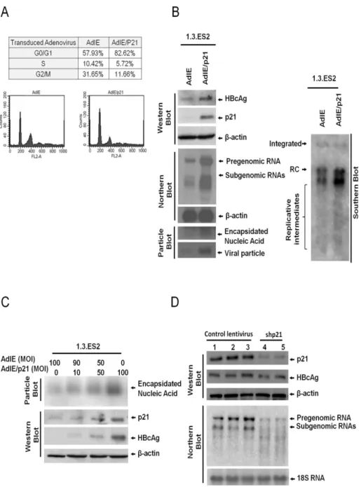 Fig 2. Expression level of p21 modulates HBV replication in 1.3.ES2 cells. (A) Cell cycle analysis of 1.3.