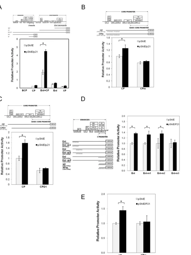Fig 3. Identification of p21 responsive elements within the HBV genome. HepG2 cells were co-transfected with pShIE/p21 or mock control (pShIE) together with an appropriate indicated luciferase reporter plasmid