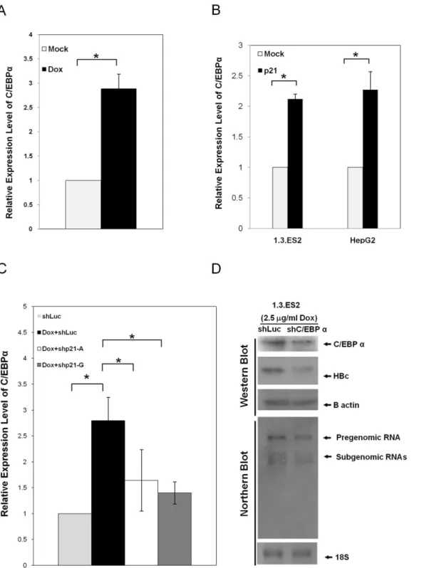 Fig 4. The elevation of C/EBP α by doxorubicin and its impact on activation of HBV replication