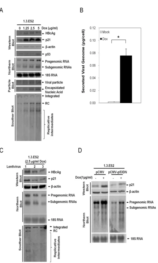 Fig 1. Doxorubicin modulates the expression levels of HBV, p21, and p53 in 1.3.ES2 cells