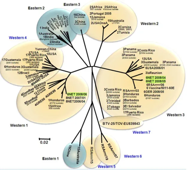 Figure 6. Neighbour-joining tree showing relationships between Seg-7 of NET2008/05 with other BTV-6 isolates and other BTV strains from different serotypes from around the world.