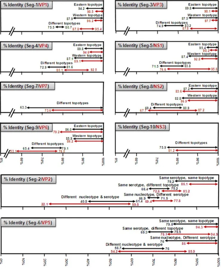 Figure 3. A graphical representation of the levels of nucleotide and amino acid sequence identities detected in different genome segments and proteins, within and between different BTV serotypes and topotypes