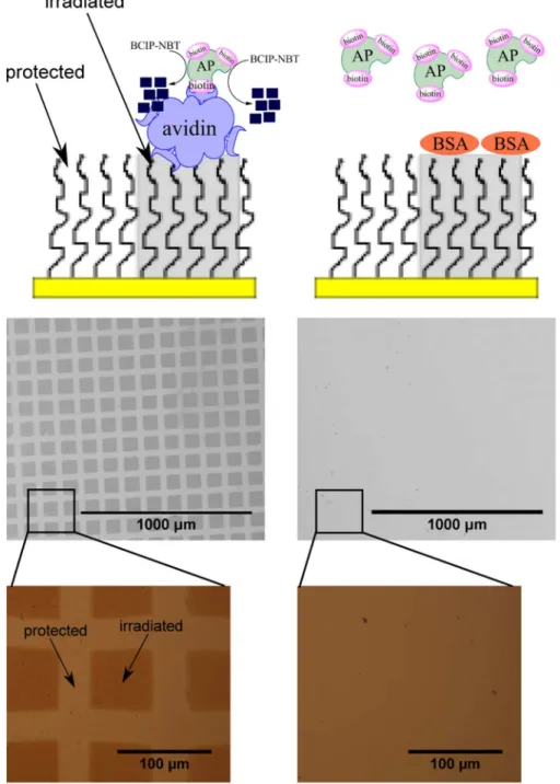 Figure 4. Formation of diformazan precipitates on protein-PEG patterns (35 mm mesh). Top row images show a schematic diagram (not to scale) of helium beam- patterned PEG incubated with avidin (A) or BSA (D) followed by addition of biotinylated alkaline pho