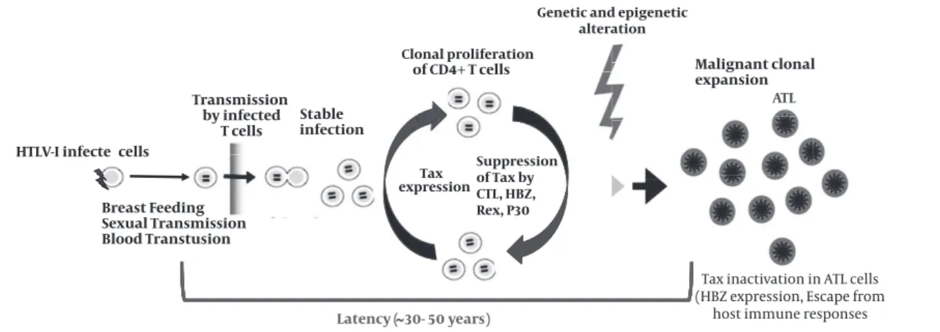 Figure 2.  HTLV-I transmission, infection, virus-host interactions, and onset of ATL