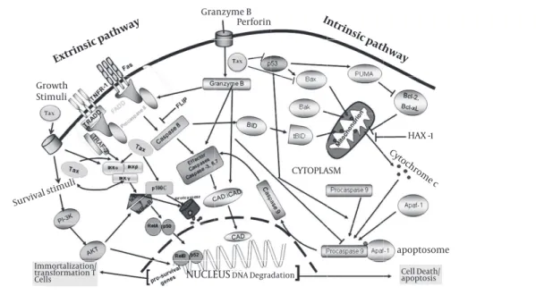 Figure 3.  Schematic representation of pathways used by Tax to prevent programmed cell death 
