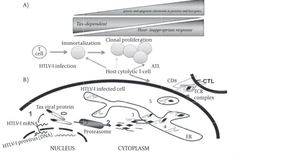 Figure 4.  A schematic illustration of HTLV-I oncogenesis, HTLV-I infection, host CTLs responses and onset of  ATL 