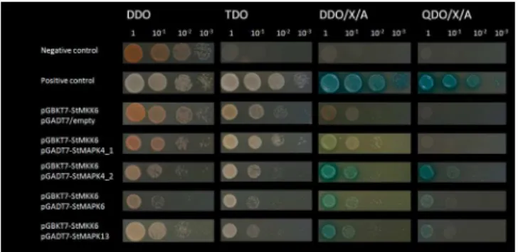 Figure 9. Gene expression pattern of confirmed StMKK6 targets in the HR response against PVY