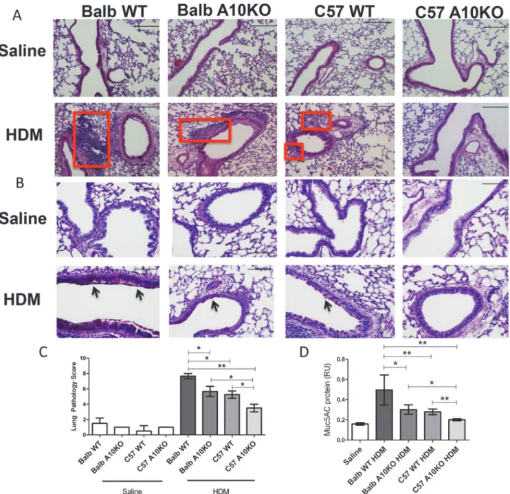 Fig 6. B-ADAM10 deletion reduces cellular infiltration, goblet cell metaplasia, and mucus production in a strain dependent manner