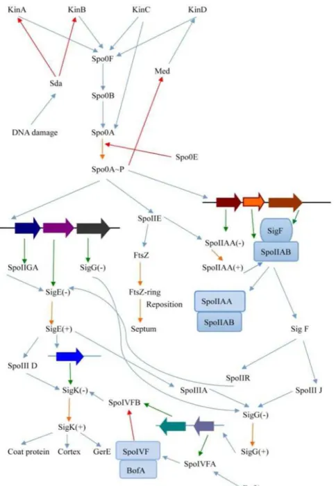 Fig 3. Complete circuit diagram of key regulatory genes in sporulation. Spo0A is a key protein that directs the transcriptional regulation of downstream gene, including asymmetric division and the expression of SigF and SigE, which are special transcriptio