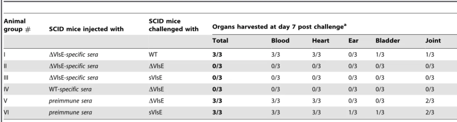 Table 6. Treatment of infected SCID mice with DVlsE-specific immune sera.