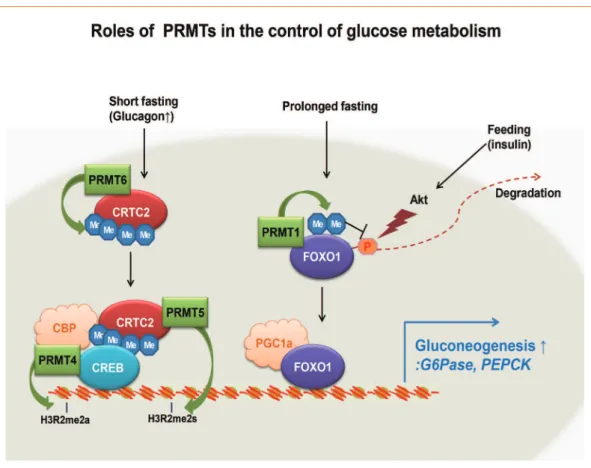 Fig. 1. A model for the control of hepatic gluconeogenesis by protein arginine methyltransferases (PRMTs)