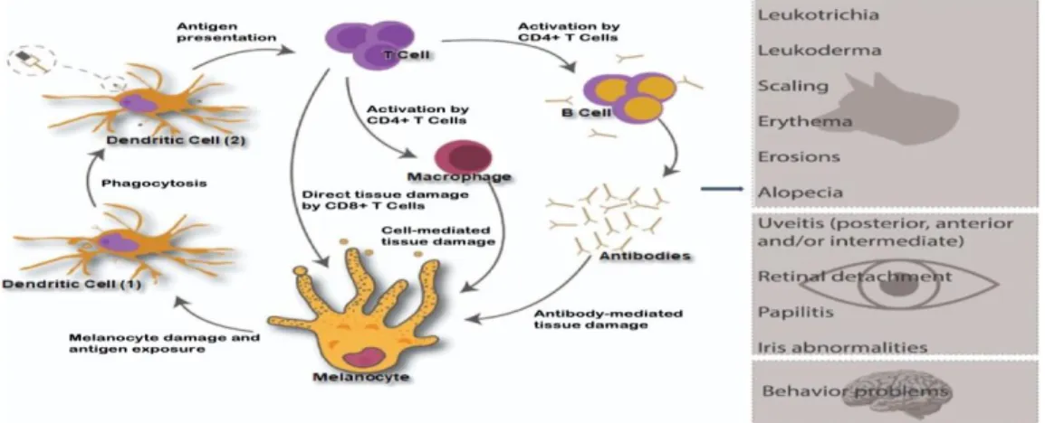 Figure  1.  Loss  of  immune  tolerance  and  development  of  autoimmune  response  against  melanocytes