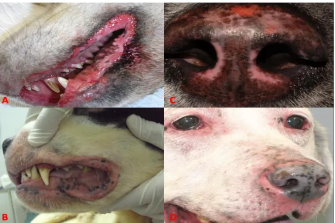 Figure  2.  Dermatologic  lesion  patterns  of  dogs  with  UDS.  (A)  Severe  erosive  dermatitis  of  lips  and  gingivitis  in  Chow  Chow  breed  (THAM  et  al.,  2019)