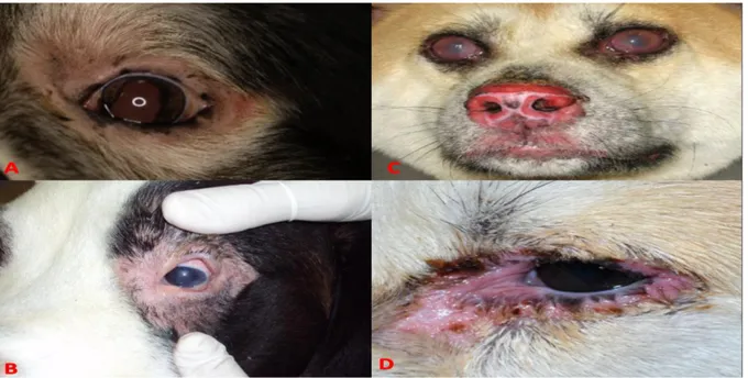 Figure  3.  Ophthalmic  lesion  patterns  of  dogs  with  UDS.  (A)  Palpebral  depigmentation  with  lateral  canthus ulceration and dyscoria due to posterior synechia in Bernese Mountain Dog breed (Thomas &amp; 