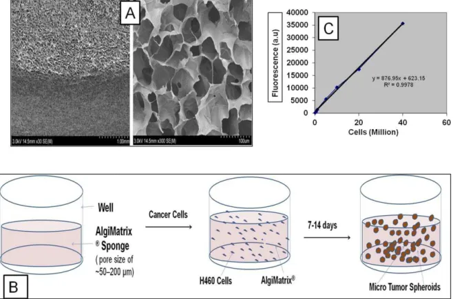 Figure 2A shows the effect of H460 cell seeding density on spheroid number, average size and total cell number per 6 well plates at 4 d and 13 d post cell seeding