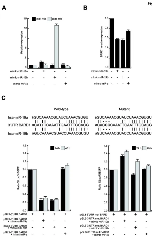 Figure 4.  BARD1 is the target of miR-19a and miR-19b.  (A) Real-Time PCR for mir-1λa and miR-1λb in NB4 cells transfected with mimic-miR-1λa, mimic-miR-1λb or mimic-miR-scramble (miR-s)