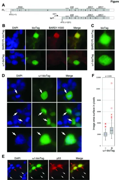 Figure 6.  Visualization of BARD1ω fused to the biotin tag in HEK293T cells.  (A) Intron structure and protein domain scheme of Fδ BARD1 and BARD1ω1 mRNA
