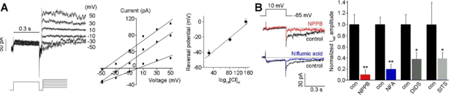 Figure 7. ANO1 is the molecular identity of I Cl(Ca) in rod bipolar cells. A. The extracellular application of the specific ANO1 inhibitor T16A inh - -A01 (10.0 mM) to the rod bipolar cell (n = 10)