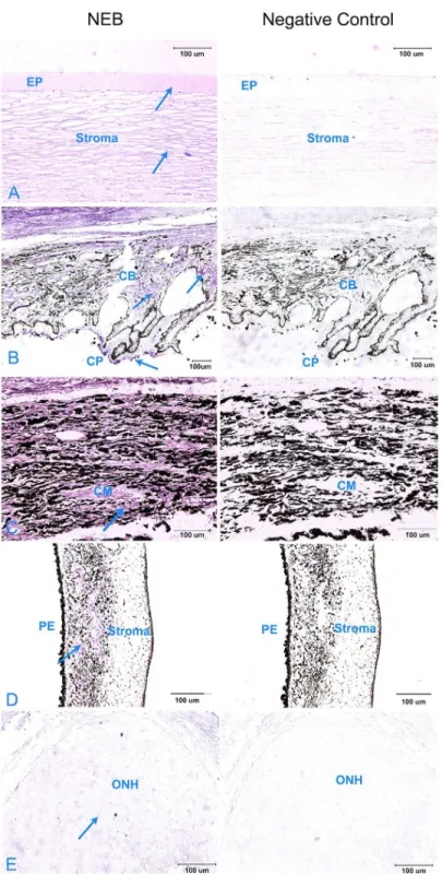 Fig 7. Immunohistochemical localization of Nebulin in sagittal sections of paraffin embedded Basset Hound eyes