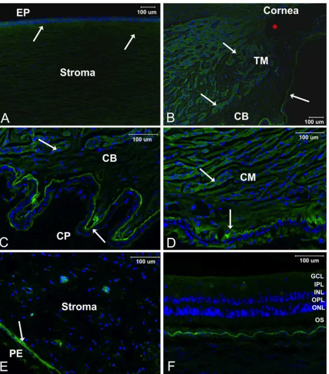 Fig 8. Immunofluorescence localization of Nebulin in in sagittal sections of sucrose embedded human donor eyes
