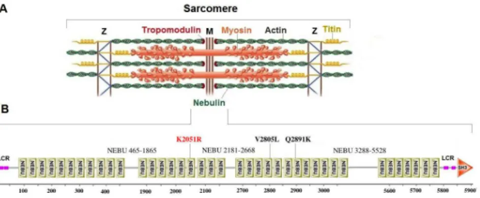 Fig 9. The localization and protein organization of Nebulin within the sarcomere unit of skeletal muscles
