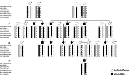 Fig 1. Basset Hound Pedigree used in this study. The affected Basset 5a in the second generation was duplicated twice (5b and 5c) in order to break two otherwise computationally confounding breeding loops.
