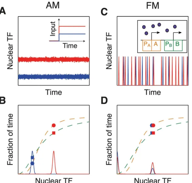 Fig 2. Advantages and disadvantages of amplitude and frequency modulation. AM may be less noisy than FM (A,B), but FM may allow coordinated expression of many genes (C,D) [15, 19]