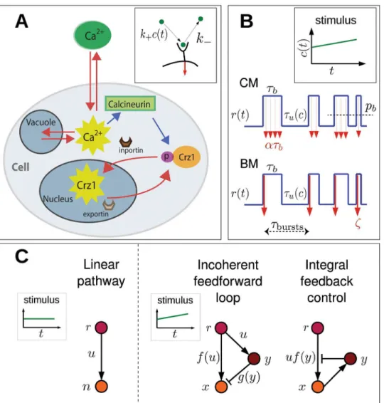 Fig 3. Schematic view of signaling and gene regulation. (A) Cartoon of S. cerevisiae in presence of extracellular calcium, considered a paradigm of bursty frequency modulation