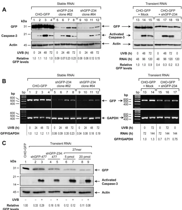 Figure 1. Failure of stable but not transient RNAi of stably expressed GFP during apoptosis in CHO-GFP cells