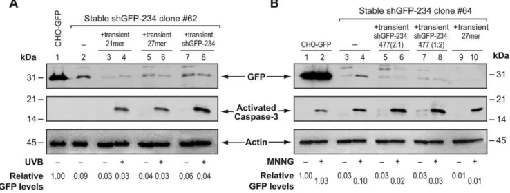 Figure 2. Persistence of GFP-knockdown during apoptosis in stable RNAi cells co-expressing transient RNAi