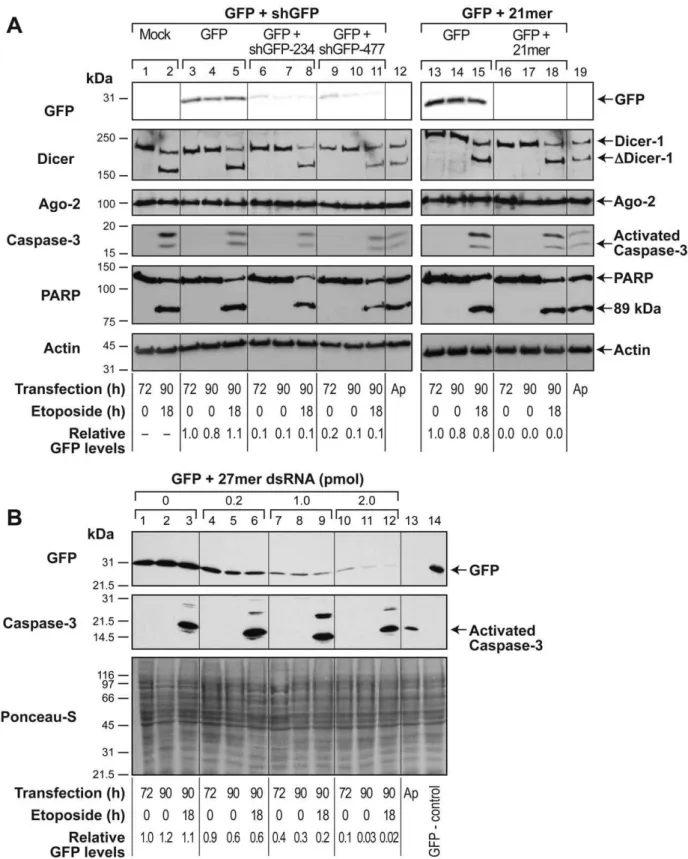 Figure 3. Persistence of transient RNAi of co-transfected GFP during apoptosis in GM637 cells