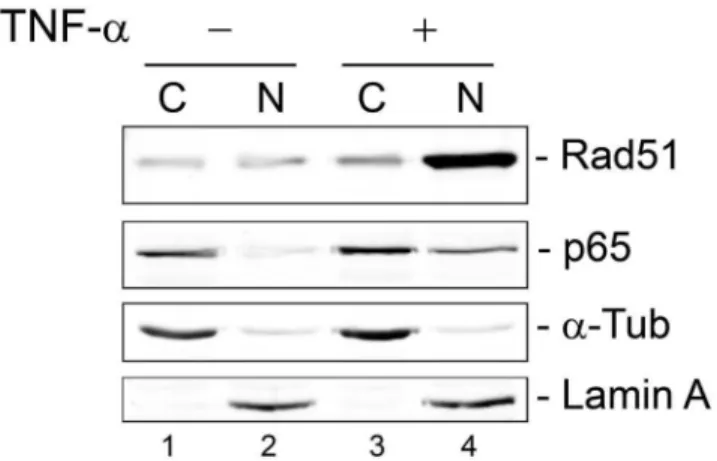 Figure 10. Effect of DN-IkB on TNF-a-stimulated binding of Rad51 to the JCV NCCR in vivo
