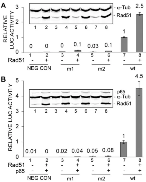 Figure 2. Effect of ectopic expression of Rad51 and p65 on JCV early promoter mutant reporters expression